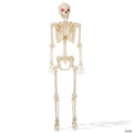 BOO BOX 5' Animated Full Size Halloween Skeleton Decoration, Lightup Eyes and Speaker