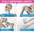 5 Ft. Life-Size Posable Skeleton Halloween Decoration