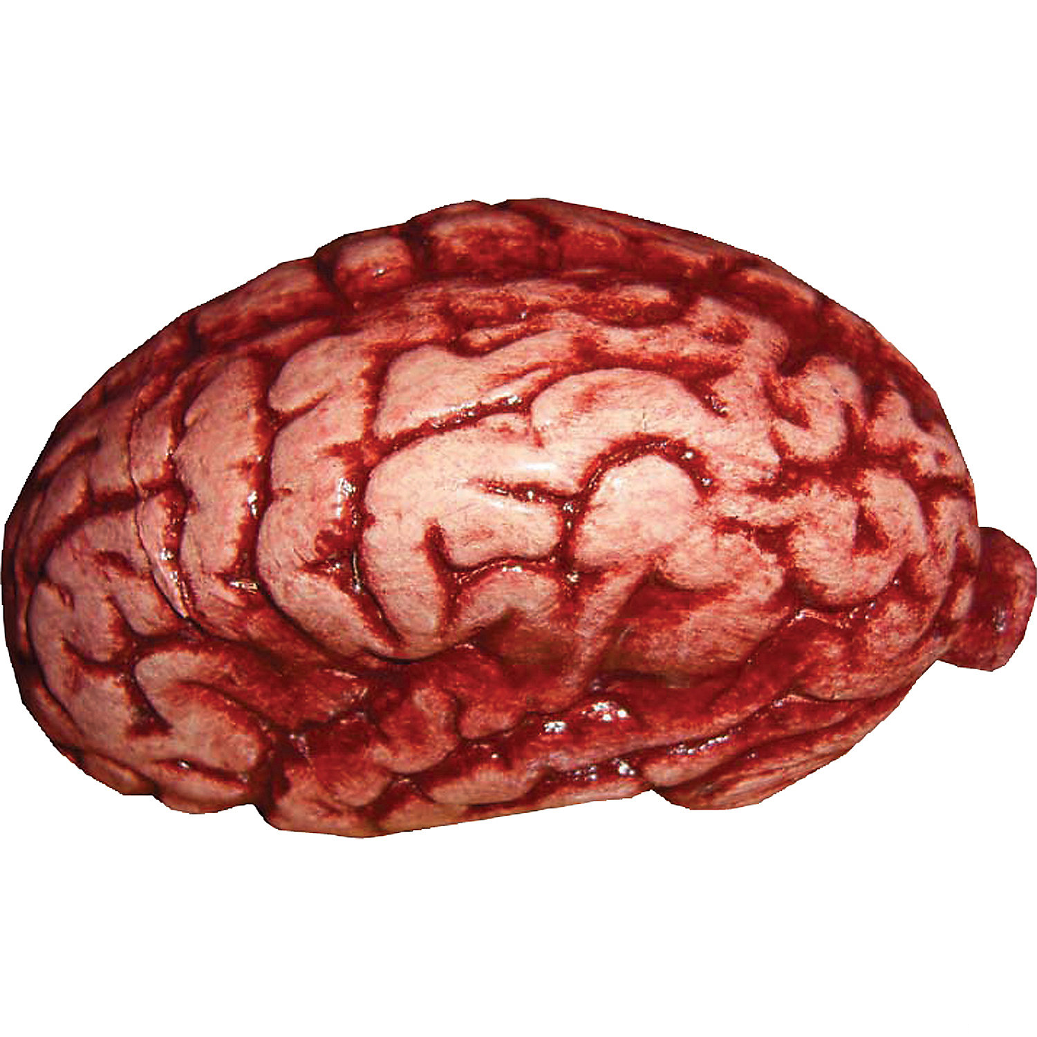 Brain