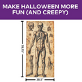 6 Ft. 6 3/4" Human Anatomy Drawings Door Curtain Halloween Decoration