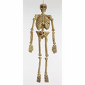 5 Ft. Realistic Skeleton Halloween Decoration