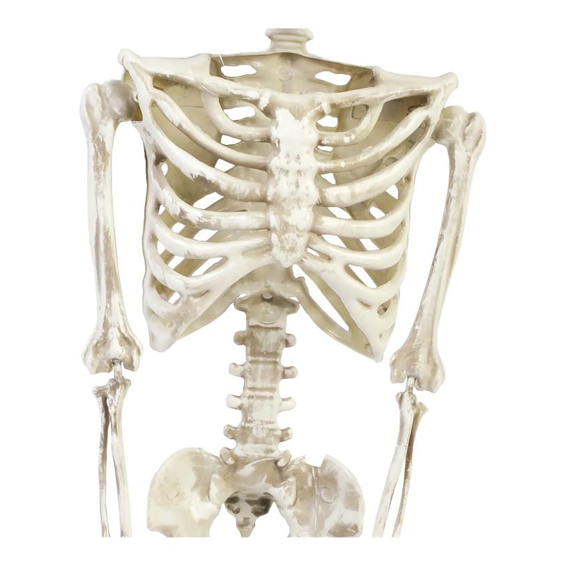 36" Posable Articulated Skeleton Halloween Decoration