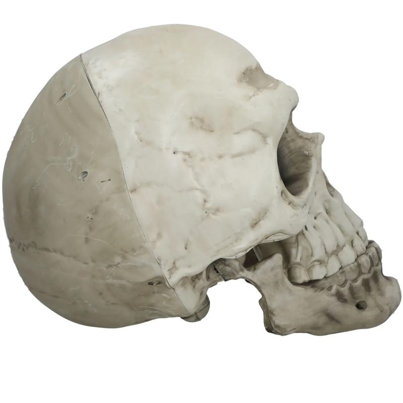 22" Giant Articulated Plastic Skull Halloween Decoration