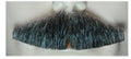 Triangle Mustache - Human Hair