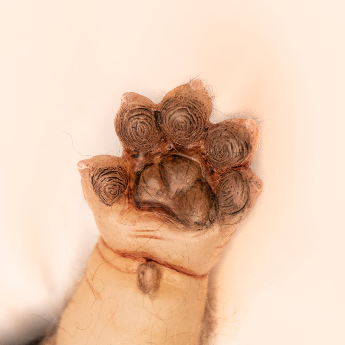 Asia Eriksen's WerePups Toby the WerePup Collectible, 18"