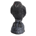 RAVEN HEAD TURNING W SOUND