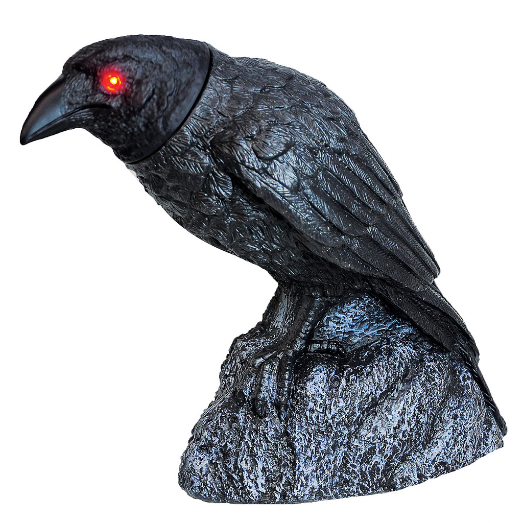 RAVEN HEAD TURNING W SOUND