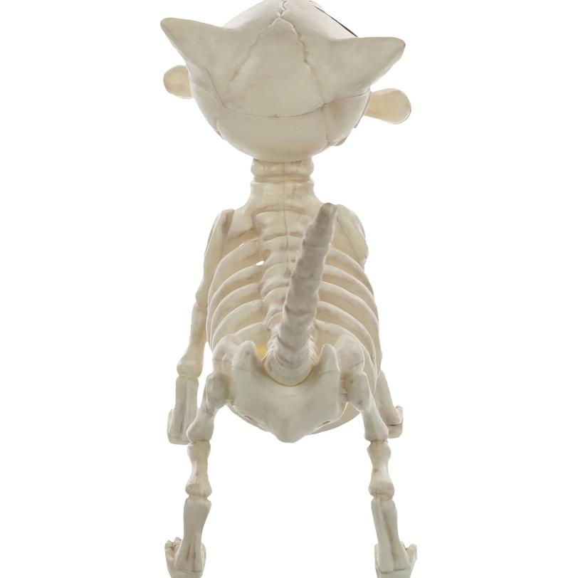 Digger the Skeleton Dog