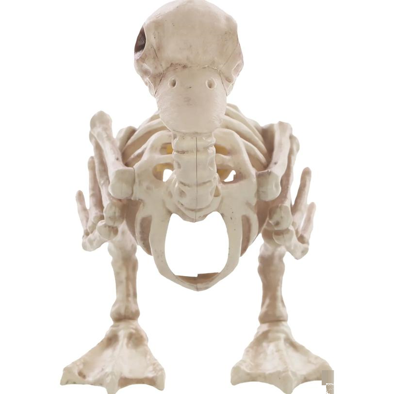 Skeleton Duck Bonez Prop
