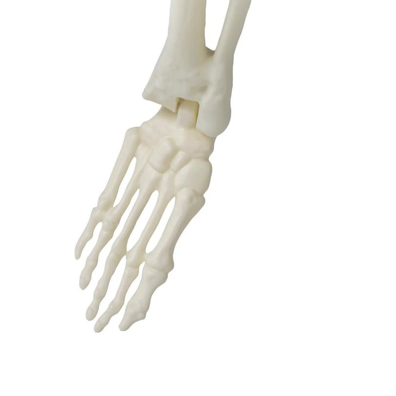 5 Ft. 4" Standing Monster Skeleton Halloween Decoration