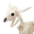 21 1/4" Standing Steer Skeleton Halloween Decoration