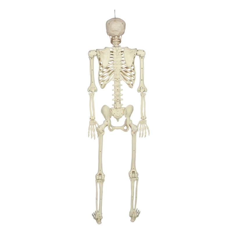5 Ft. Hanging Multi Pose-N-Stay Life-Size Skeleton Halloween Decoration