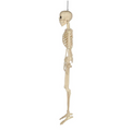 36" Hanging Multi Pose-N-Stay Skeleton Halloween Decoration
