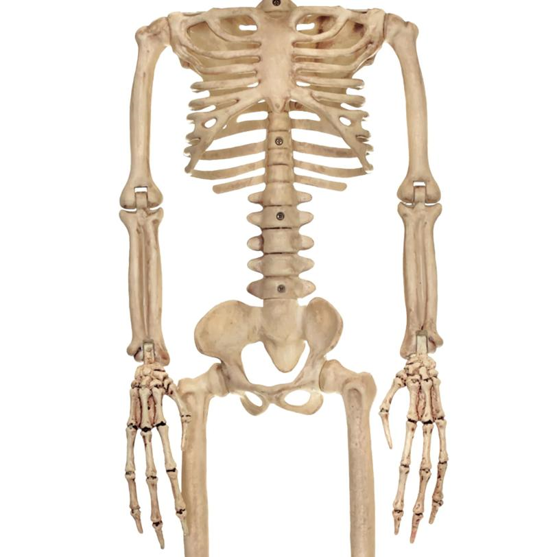 ALIEN SKELETON BONE COLOR 37IN