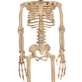 ALIEN SKELETON BONE COLOR 37IN