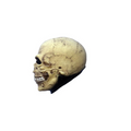 Adults Ghoulish Productions Junior Skull Overhead Latex Mask