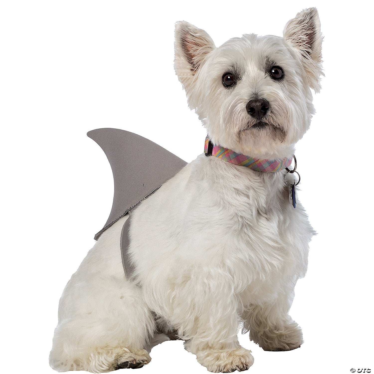 Shark Fin Dog