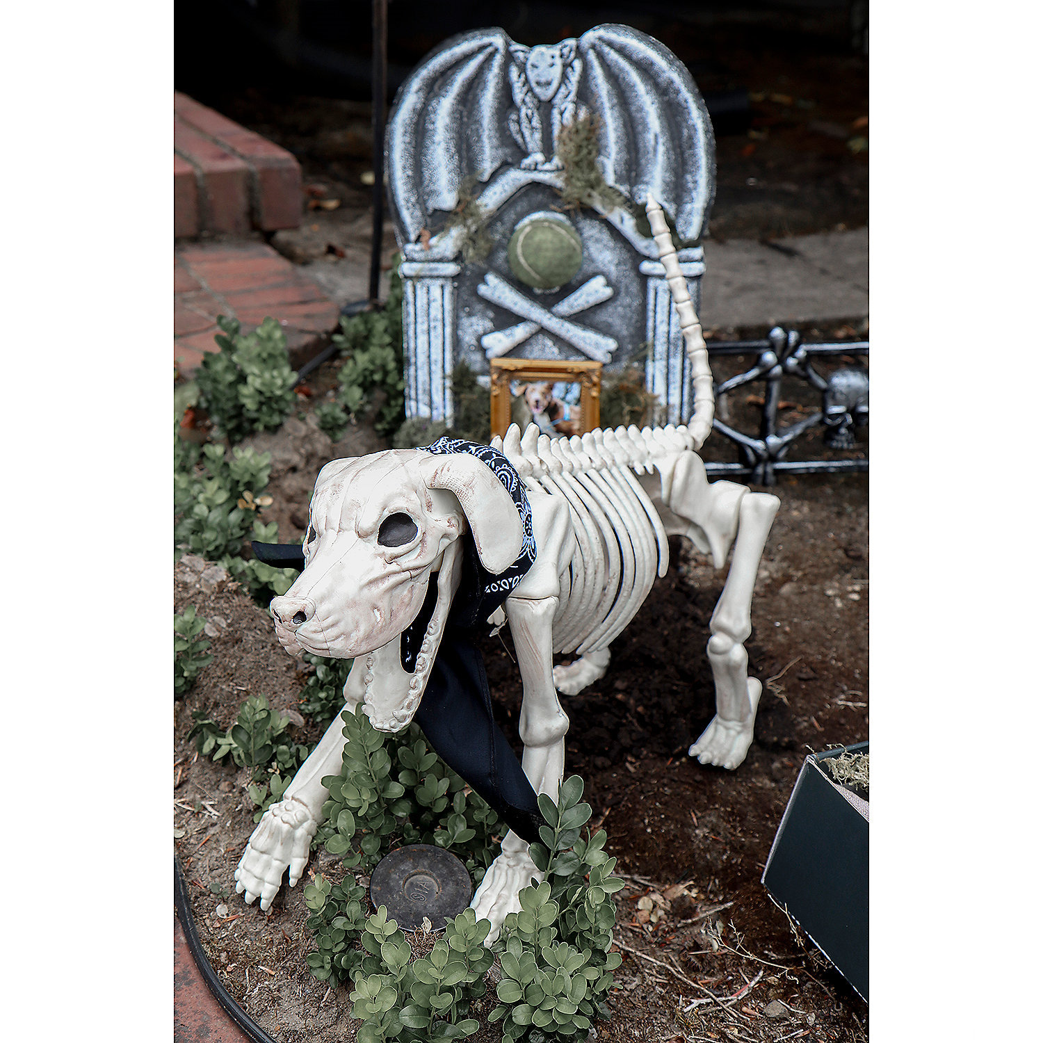 Beagle Bonez Skeleton