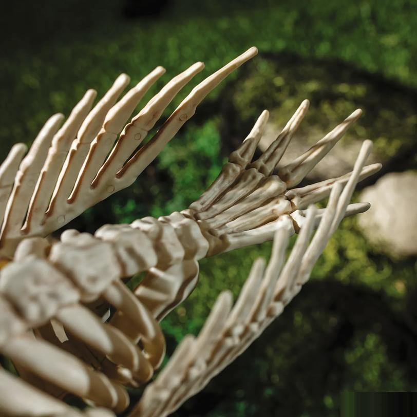FLAMINGO SKELETON 27 IN