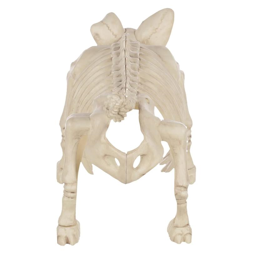 PIG SKELETON
