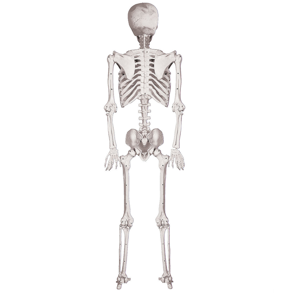 SKELETON POSE AND HOLD