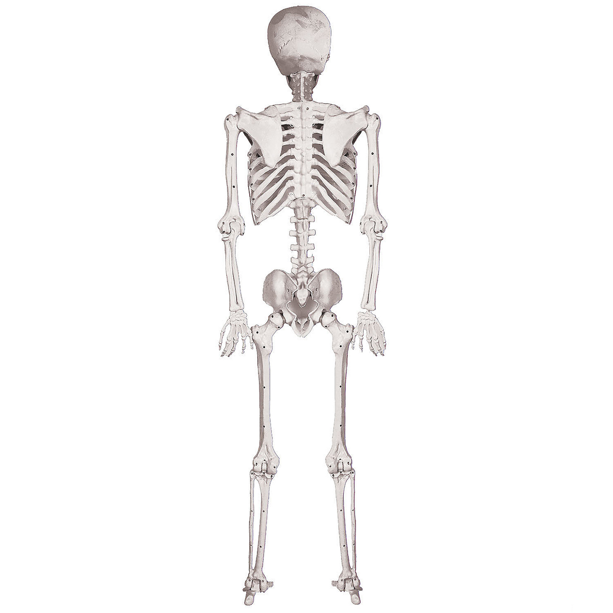 SKELETON POSE AND HOLD