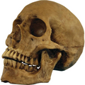 Hard resin human skull with movable jaw