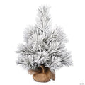 Vickerman 24" Frosted Beckett Pine Christmas Tree