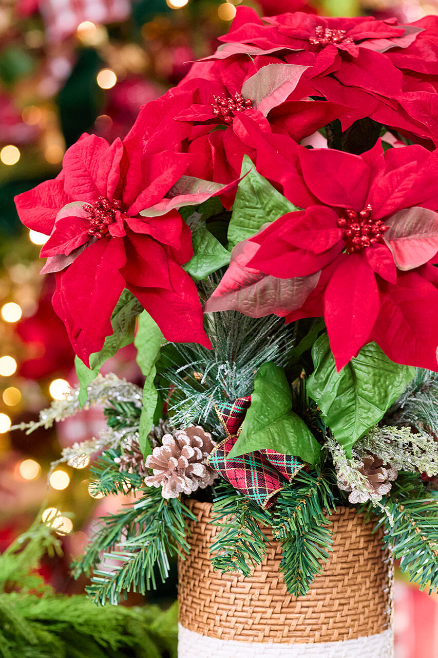 24" Potted Poinsettia