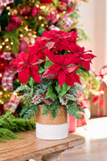 24" Potted Poinsettia