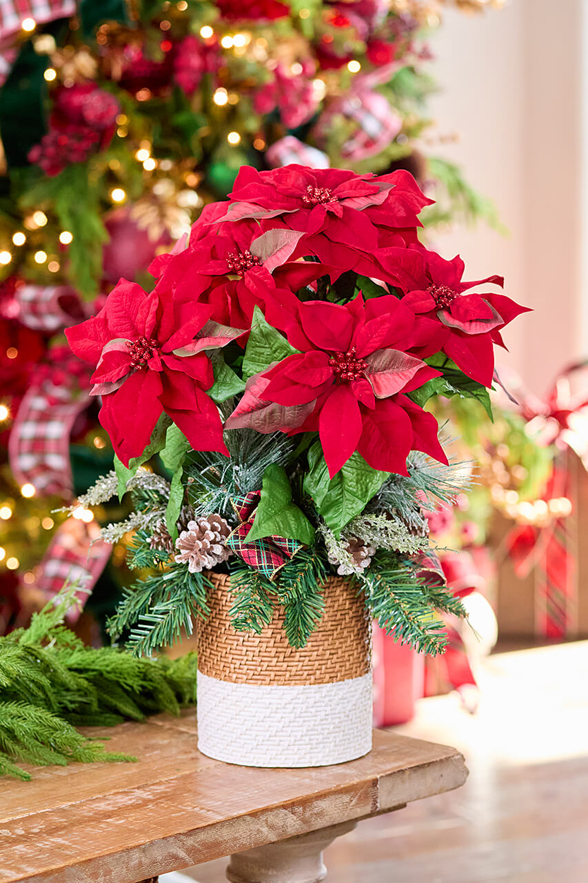 24" Potted Poinsettia